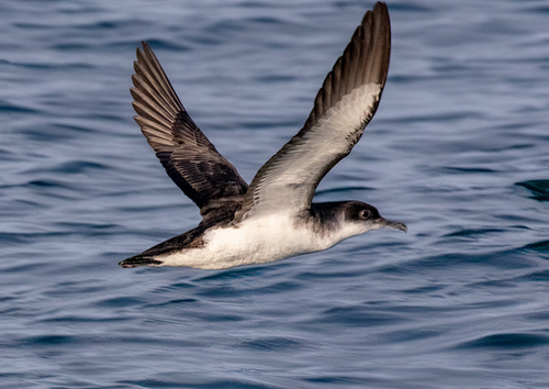 puffin des anglais