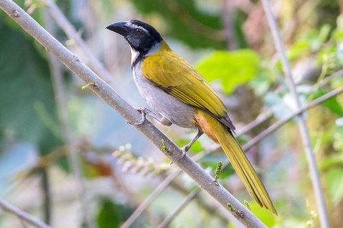 Saltator à tête noire