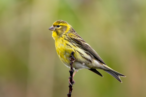 Serin cini