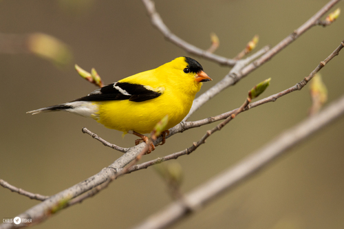 chardonneret jaune