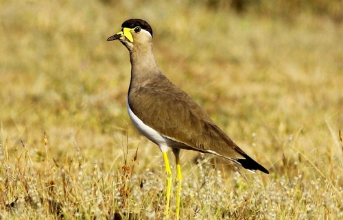 Vanneau de Malabar