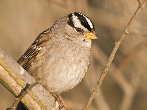 bruant à couronne blanche